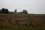 Vinná políčka v Bordeaux