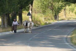  Kráčí po silnici, vede si dvě kravky a nějakej kamion, co jede kolem, jí nerozhodí, natož motorka.