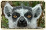 Lemur.R1