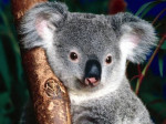 Koala300