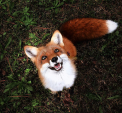 private_fox