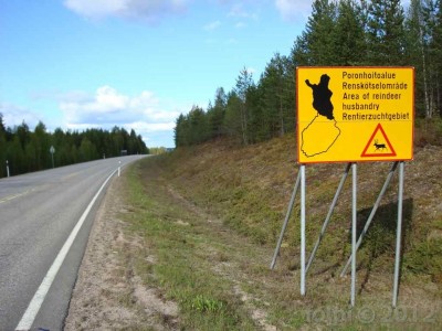 Celá severní polovina Finska je územím s volným chovem sobů