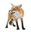 dawe.fox