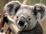koala55