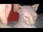 Kočka Sphynx horor